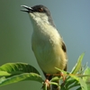 Ashy Prinia シロハラハウチワドリ (インドの鳥その123)