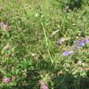 この青い花の植物は？何と言う植物だろうか？ｂｙ知恵袋・・カラスノエンドウにしては花が多いきがしますが？？