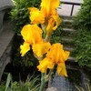 黄色い花５（キショウブ?）