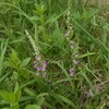 とうもろこしに花が咲いた