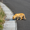 東北東部北離島のねこさん