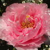4月30日誕生日の花と花言葉歌句