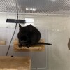 くろごまあん二世 425日目