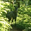 山の主｜鳳凰山