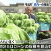 冬レタスの収穫　「年内取り」甘くてシャキッと【熊本】