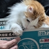 【海馬とコルチゾールの関係】脳の仕組みとストレスの影響【日常生活の心理学　５】