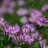春なので、花撮りフォトウォーク