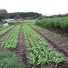 今週の野菜