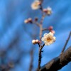 梅園公園の梅の花（１）～つくば市とその周辺の風景写真案内（６６４）