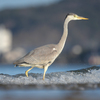 この日も近所で鳥を見た（２０２１　０２１４）その１。