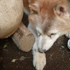 今日は柴犬レオの１5回目の月命日