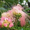 ネムノキの９月の花