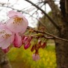 袖ヶ浦公園の桜情報