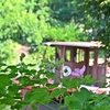 見分け方