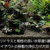 コリドラスと相性の良い水草選5選！レイアウトの移動や浄化力が大切！