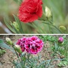 Dianthus（ダイアンサス属，ナデシコ属）４　カーネーションDianthus caryophyllus   人々を魅了し続けてきたカーネーションのシンボリックな意味を中心にして，英語版Wikipedia等の日本語訳をお届けします．「 世界の多くの地域で，カーネーションの人気はバラを含む他のどの花よりも高い」「 カーネーションは、色によって多くのバリエーションがあるが、ほとんどの場合、愛、魅惑、優美を表現している」「赤いカーネーションは社会主義や労働運動のシンボルとして使われることがあり---」