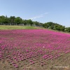 マリーゴールドの丘公園