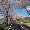桜満開のつくばりんりんロード