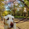 桜時期の翁、ふりかえり