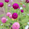 道の駅 舞ロードIC千代田、夏の花たち