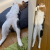 あ、猫が落ちてる