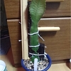 Selenicereus ( Strophocactus ) wittii 30cm超える