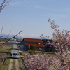 早咲きの桜が満開です（前編）