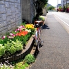 「くさぶえのみち」再訪問　　道路わきの花壇～チューリップ