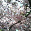 桜なう