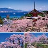 今年はちょっと早めの開花🌸世界に1本だけの桜「ミヤマカスミザクラ」が美しい❗️