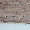 シロエリスズメヒバリ Gray-backed Sparrow-Lark