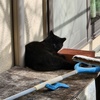 黒猫来庭