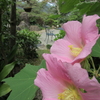 今日の庭〜西洋芙蓉が盛り