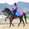 【ＡＪＣＣ】ショウヘイ　ダービー３着の実力示す