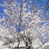 3月最後の日は満開の桜がきれい