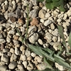 ガリガリの土に植えた玉ねぎ　その後です。