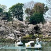 吉祥寺: 散歩「井の頭公園」の桜の開花状況♡