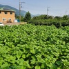 ひまわり🌻１６５ｃｍに成長