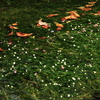 醒ヶ井の梅花藻