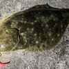 ヒラメ釣りのキモは海水温！初心者でもわかる適水温と時期、場所選びの完全ガイド｜水温変化を読むことが釣果の鍵