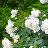 今朝の言葉　「薔薇の木に薔薇の花咲く　なにごとの不思議なけれど」