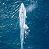 めったに沿岸部に姿を現さないシロナガスクジラ、豪の近海で目撃される