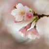 春の訪れを感じて
