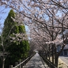 桜吹雪の散歩道と「おむすびとクサガメのきっちゃん」お花見風写真！