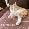 雨田甘夏、癒しです。【猫とリラックスとヒーリング事情】