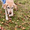 カラスが小型犬を襲うところを目撃
