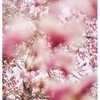 新年度のスタート🌸