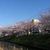 木更津　矢那川公園の桜