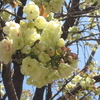 幸せなさくらの花見はつづくよ