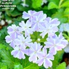スーパーベナ アイストゥインクルの花